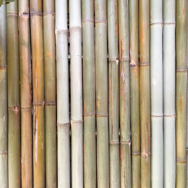 竹自然背景壁紙ライン ロイヤリティフリーのストック画像