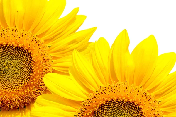 sunflower on white background.