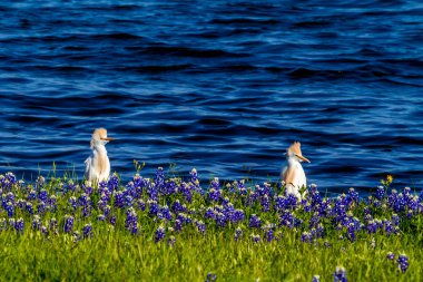 Texas Bluebonnets Gölü Travis Muleshoe dönemeçte t, iğreti