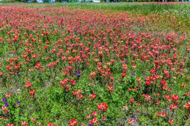 Texas turuncu Hint boya fırçası kır çiçekleri