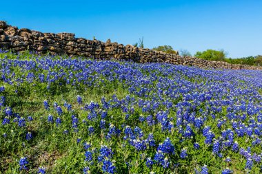 Kaya çit ile Bluebonnets.