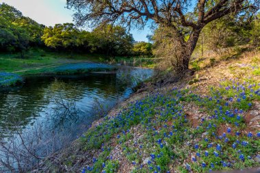Texas Bluebonnets Muleshoe dönemeçte Texas.