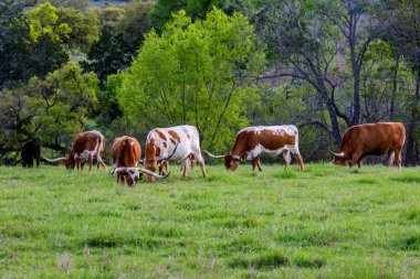 Texas Uzunboynuzları yeşil çim alandaki.