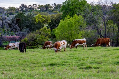 Texas Uzunboynuzları alanındaki..