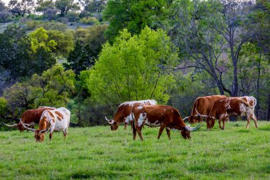 Texas Uzunboynuzları yeşil çimenlerin üzerinde otlatma.