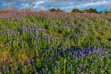 Bir Texas yamaca bluebonnets.