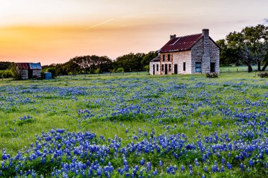 Abandonded eski evde Texas kır çiçekleri.