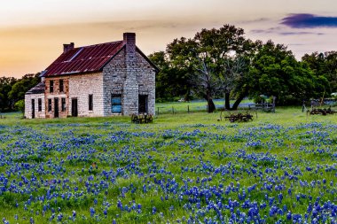 Abandonded eski evde Texas kır çiçekleri.