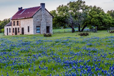 Abandonded eski evde Texas kır çiçekleri.