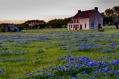 Abandonded eski evde Texas kır çiçekleri.
