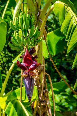 Muz veya pişirme muz ağaçta büyüyen.