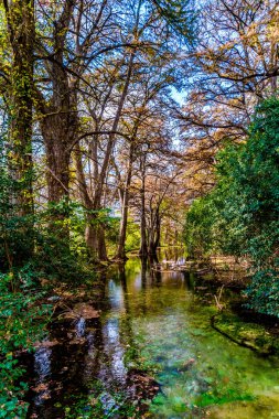Sonbaharda yapraklar Texas kristal berraklığında Frio Nehri üzerinde.
