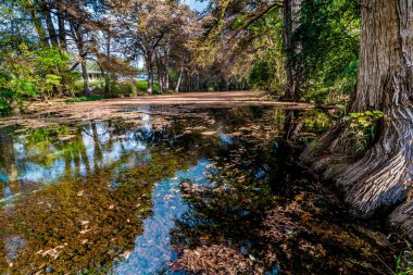 Sonbaharda yapraklar Texas kristal berraklığında Frio Nehri üzerinde.