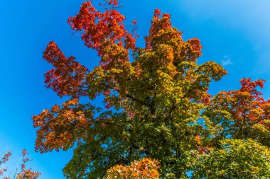 Sonbaharda yapraklar, kayıp Maples State Park Texas.