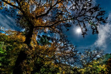 Sonbaharda yapraklar, kayıp Maples State Park Texas.