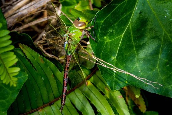 O Imperador Verde e Azul Libélula — Fotografia de Stock