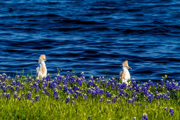 Hägrar i Texas Bluebonnets vid Lake Travis vid Muleshoe krök i T — Stockfoto