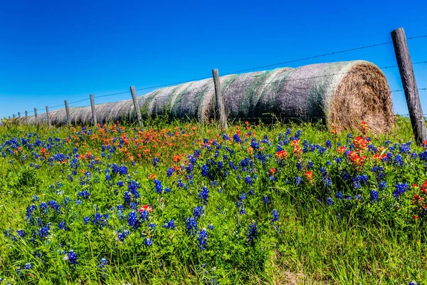 Una pradera con fardos redondos de heno y flores silvestres frescas de Texas — Foto de Stock