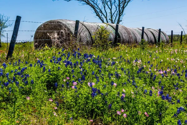Yuvarlak saman balya ve taze Texas kır çiçekleri ile bir çayır — Stok fotoğraf
