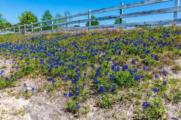 A Patch of the Famous Texas Bluebonnet Wildflowers — Stock Photo, Image