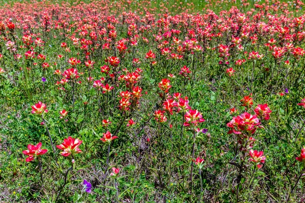 Pincel Indio Naranja Flores silvestres en Texas — Foto de Stock