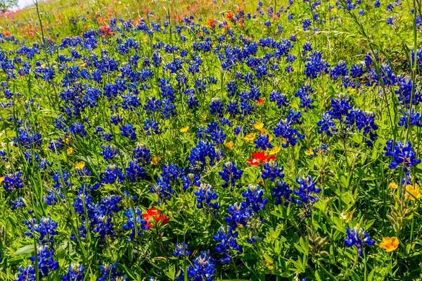 Verschillende Texas Wildflowers — Stockfoto