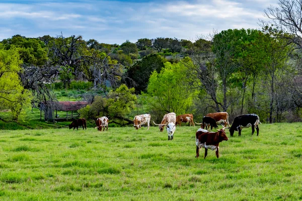 Texas Longhorns βόσκουν σε πράσινο γρασίδι.. — Φωτογραφία Αρχείου