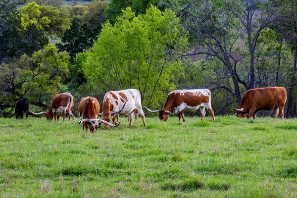 Texas Longhorns no campo de grama verde . — Fotografia de Stock
