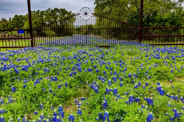 Famous Texas Bluebonnet (Lupinus texensis) Wildflowers. — Stock Photo, Image