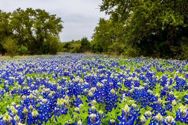 Ünlü Texas Bluebonnet (Lupinus texensis) kır çiçekleri. — Stok fotoğraf