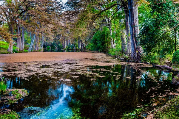 Na podzim listy na křišťálově čisté řeky Frio v Texasu. — Stock fotografie