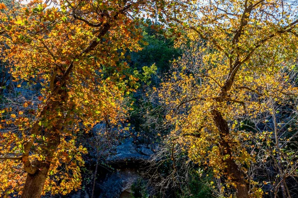 Őszi lombozat: elveszett Maples State Park-Texas. — Stock Fotó