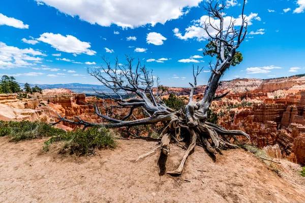 Färgglada Hoodoo klippformationer i Bryce Canyon National Park, U — Stockfoto