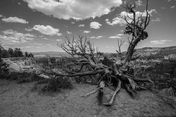 Blanco y negro del Parque Nacional Bryce Canyon, Utah . — Foto de Stock