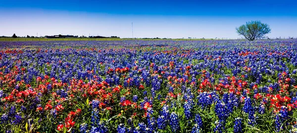 Широкий угол Высокое разрешение Панорамный вид на красивое поле из полевых цветов Стоковая Картинка