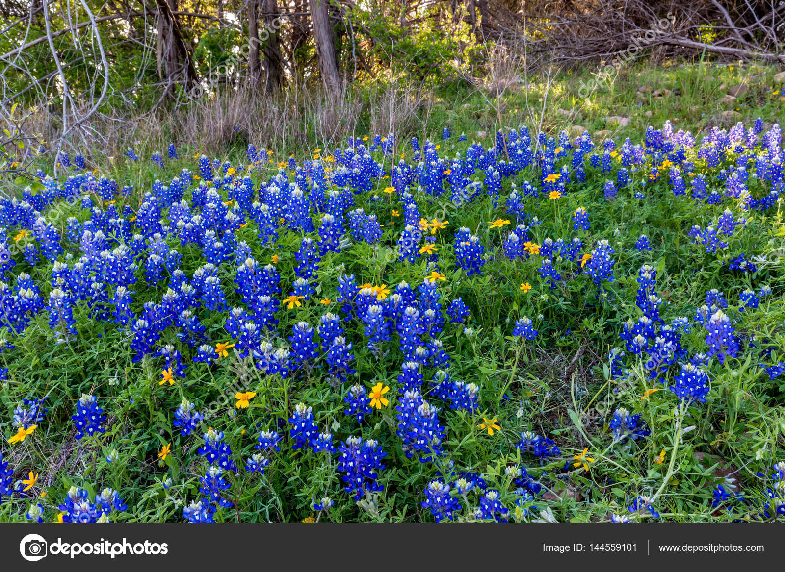 Texas at Muleshoe Bend in Texas. — Stock Photo