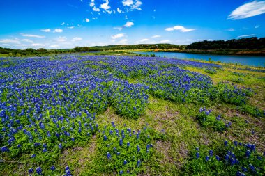 Geniş açı ünlü Texas Bluebonnet kır çiçekleri görünümünü 