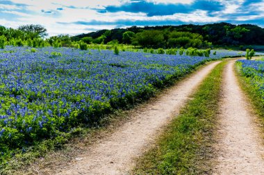 Eski Teksas toprak yol alanında Texas Bluebonnet kır çiçekleri