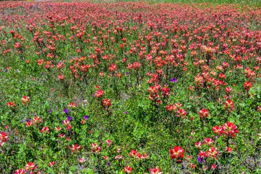 Texas turuncu Hint boya fırçası kır çiçekleri