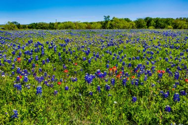 Şaşırtıcı Texas Bluebonnets.