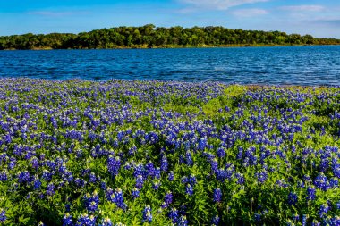 Texas Bluebonnets Gölü Travis Muleshoe dönemeçte Texas.