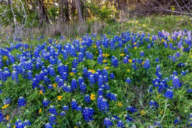 Texas Bluebonnets Muleshoe dönemeçte Texas.