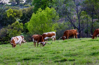 Texas Uzunboynuzları yeşil bir çayırda..