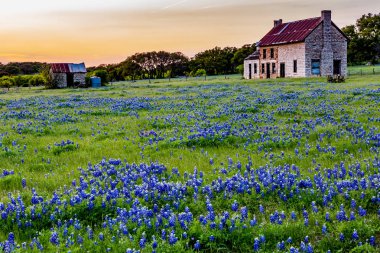 Abandonded eski evde Texas kır çiçekleri.