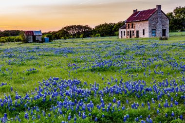 Abandonded Old House in Texas Wildflowers. clipart