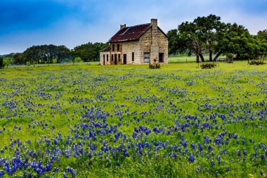 Abandonded eski evde Texas kır çiçekleri.