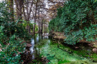 Sonbaharda yapraklar Texas kristal berraklığında Frio Nehri üzerinde.