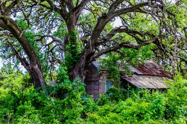 Hidden Old Abandoned Shack en Texas — Foto de Stock
