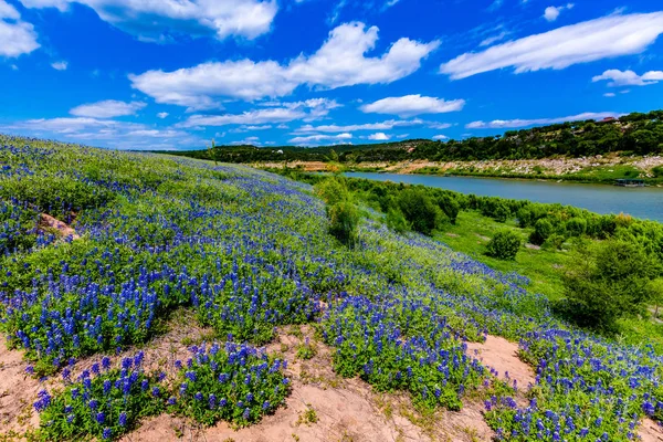 Vista ad ampio angolo del famoso Texas Bluebonnet (Lupinus texensis) Wi — Foto Stock