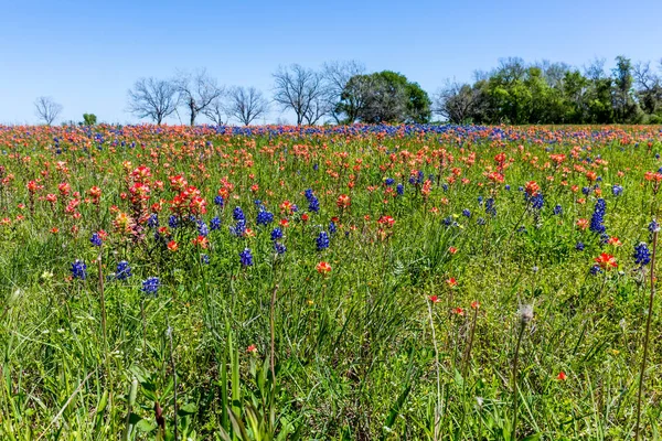 Pincel Indio Naranja Flores silvestres en Texas — Foto de Stock